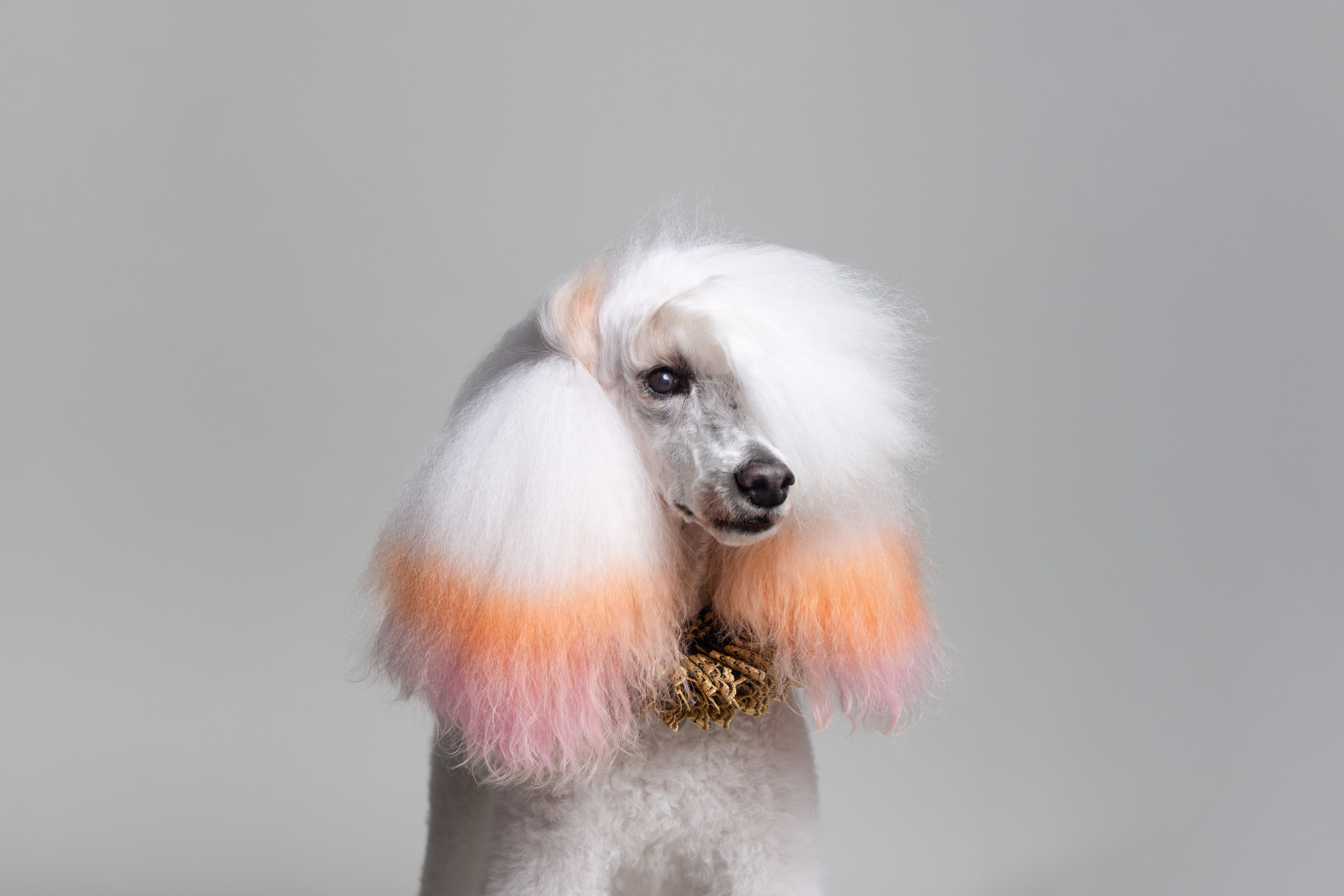 Pelosos fotos web (5)