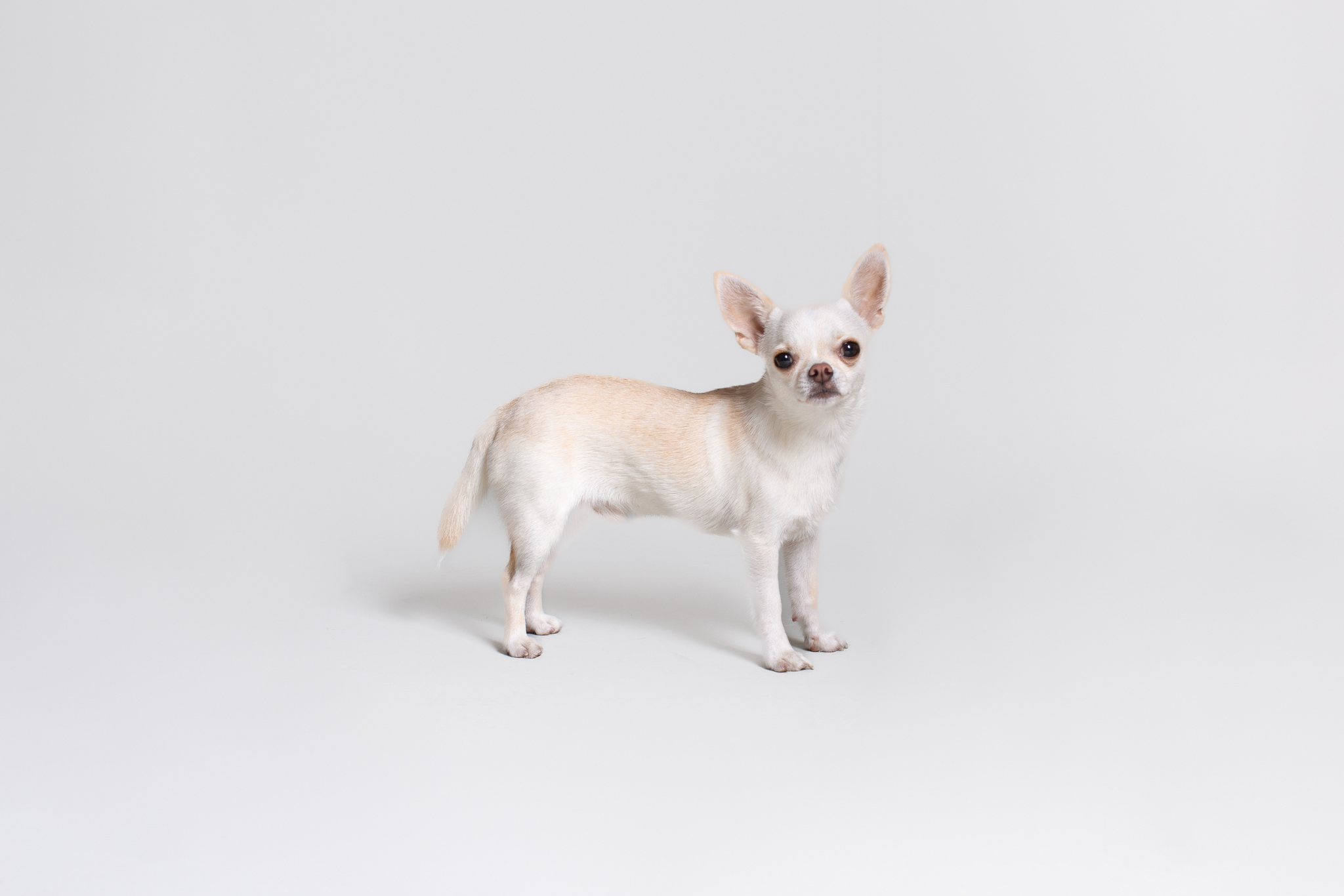 Pelosos fotos web (6)